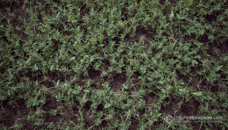 В Одеській області вимерзли майже всі посіви зимуючого гороху