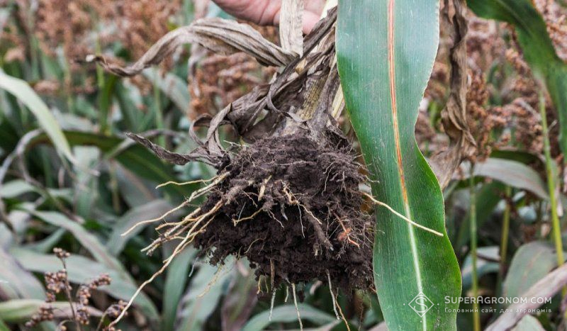 Коренева система сорго