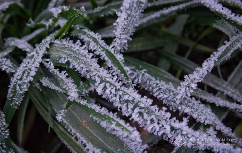 Нічні заморозки повертаються — Укргідрометцентр прогнозує зниження температури повітря до 0°...–3°С