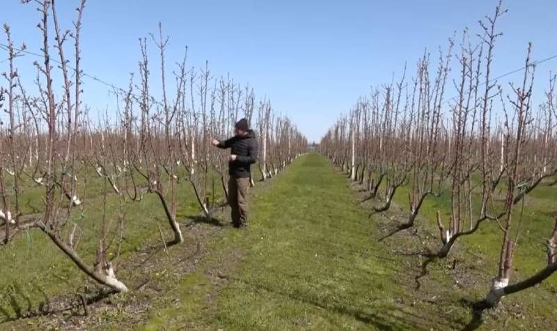 До 90% персиків та абрикос у господарстві на Черкащині підмерзли — врожаю практично не буде
