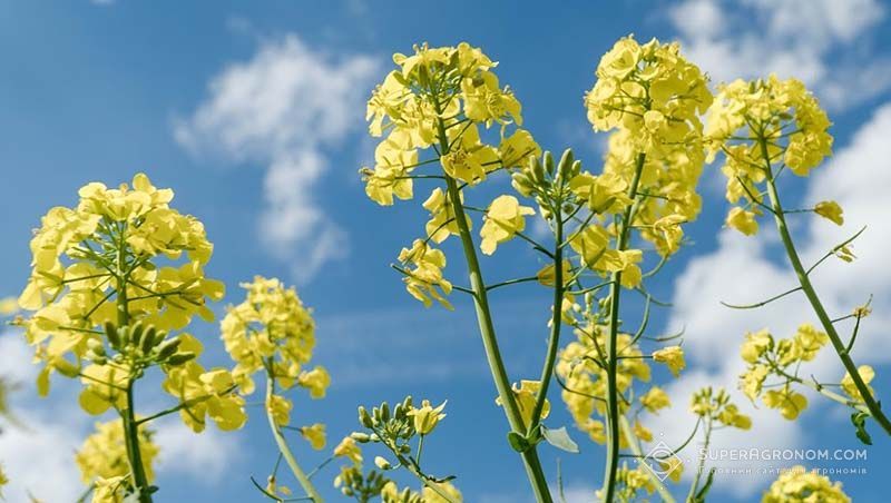 Правила експорту сої та ріпаку будуть змінені для звільнення від 10% експортного мита