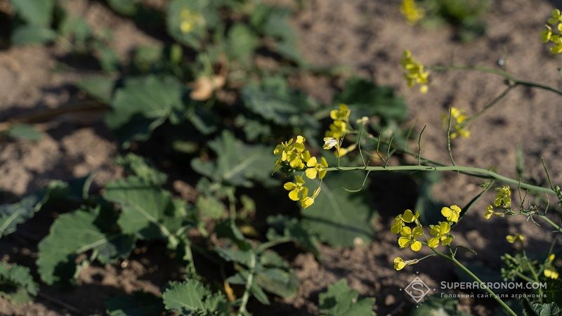 Як погодні умови квітня вплинули на озимі та цукрові буряки розповіли аграрії