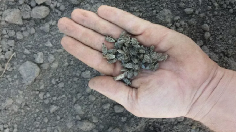 Звичайний буряковий довгоносик