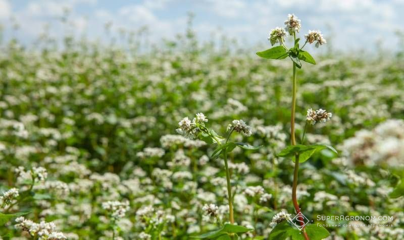 Площі під гречкою 2026: науковці прогнозують збільшення на 68%, а Мінекономіки  передбачає скорочення