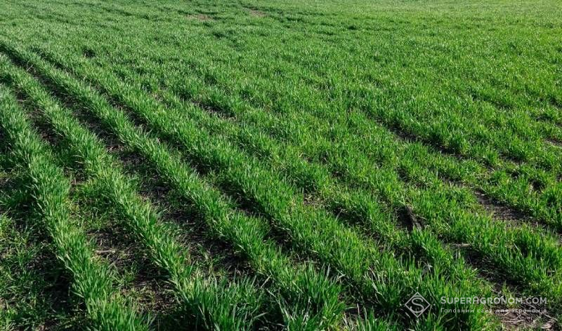 Господарство на Одещині вирощує лише озимі культури, зокрема й зимуючий горох