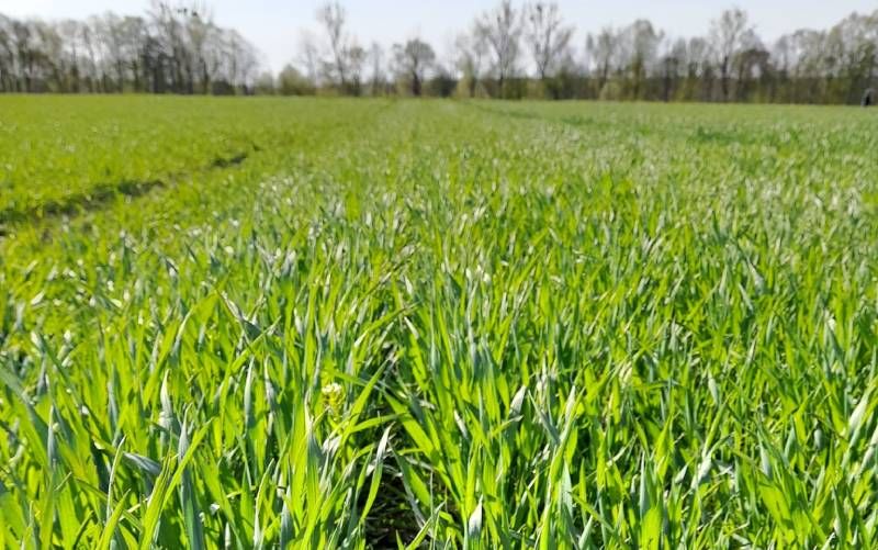 Хвиля похолодання спричинила стресові умови для сільгоспкультур на Львівщині й відставання вегетації