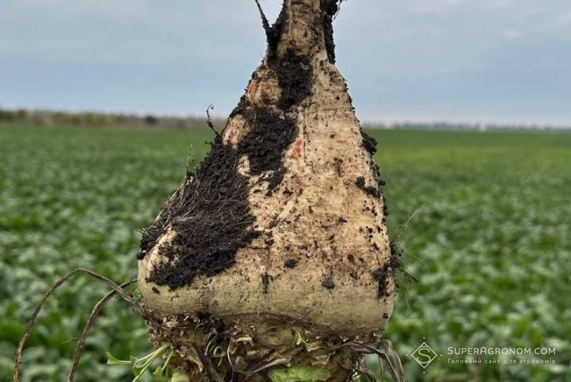В Україні доведеться пересіяти тисячі гектарів цукрового буряку: площі можуть стати антирекордними