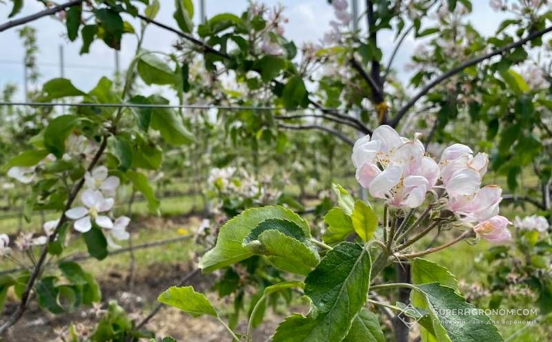 Яблуня цвіте
