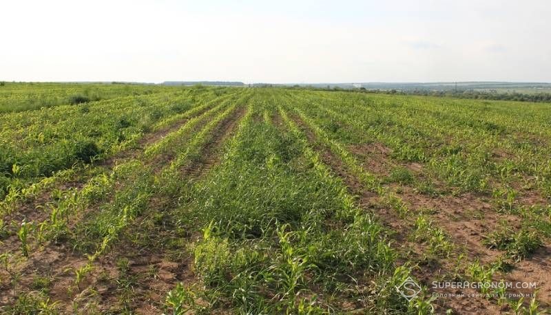Засмічене бур'янами поле кукурудзи