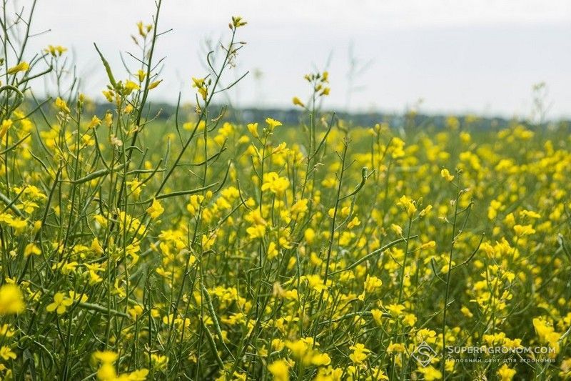 BASF представив новий післясходовий гербіцид для гібридів ріпаку технології Clearfield