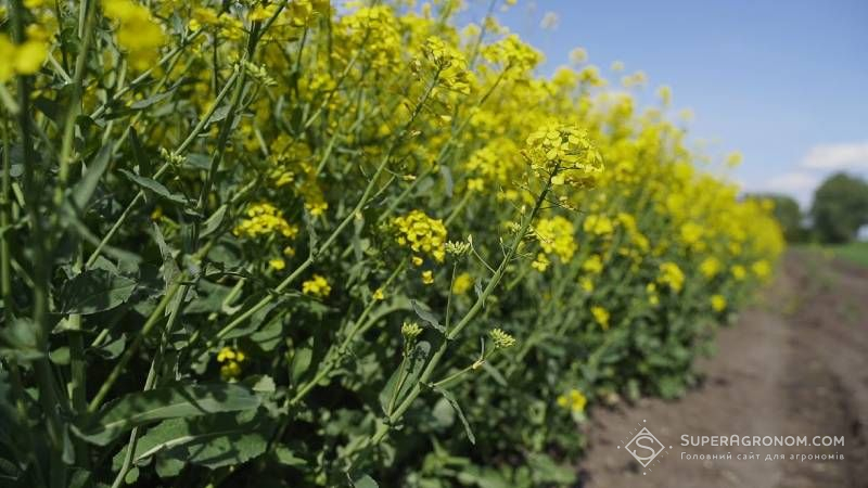 Війна та погода змушують аграріїв переглядати технології вирощування культур — Заплетнюк Війна та погода змушують аграріїв переглядати технології вирощування культур — Заплетнюк