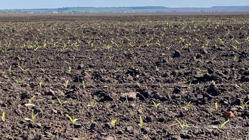В агрокомпанії на Одещині збільшили озимий клин і пересіяли частину ріпаку кукурудзою В агрокомпанії на Одещині збільшили озимий клин і пересіяли частину ріпаку кукурудзою