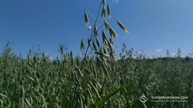Які сорти вівса обирають аграрії: експерти назвали найурожайніші варіанти