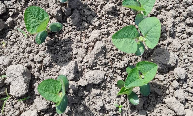 Посуха й сильні вітри створюють екстремальні умови для росту й розвитку культур на Львівщині Посуха й сильні вітри створюють екстремальні умови для росту й розвитку культур на Львівщині