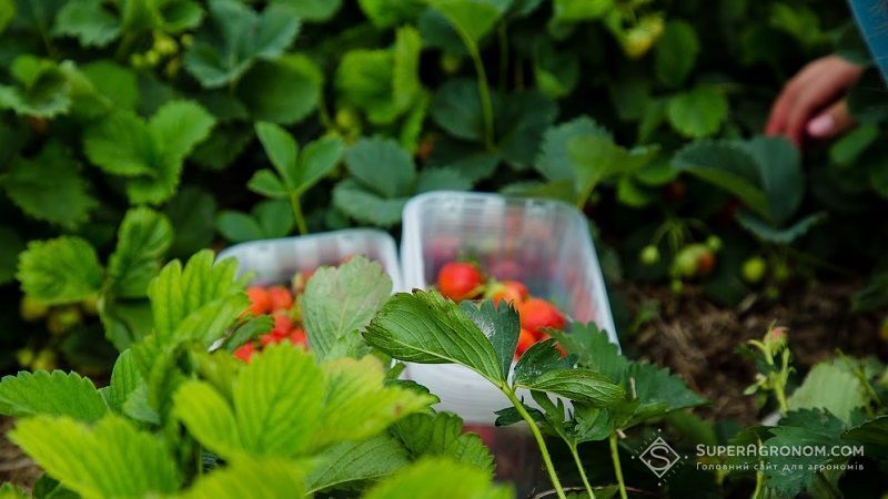 Заморозки стають структурним ризиком для ягідництва: про втрати сезону 2026 та захист звітували ягідники