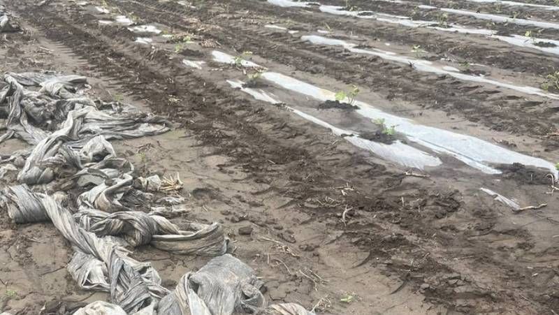 На Черкащині злива змила розсаду кавунів: збитки господарства перевищили 100 тис. грн На Черкащині злива змила розсаду кавунів: збитки господарства перевищили 100 тис. грн