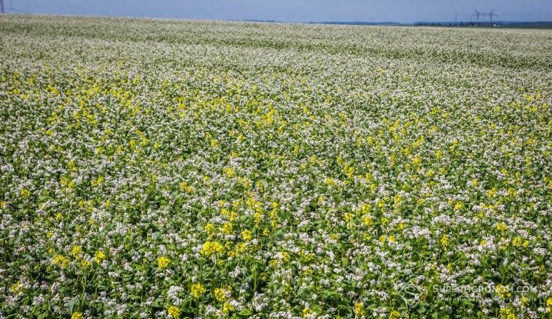 Вибір покривних культур має залежати від запасів вологи в ґрунті — експерт