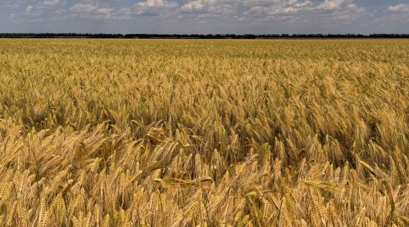 Жнива ячменю стартують за декілька тижнів в Агрейн на площі 7 тис.га
