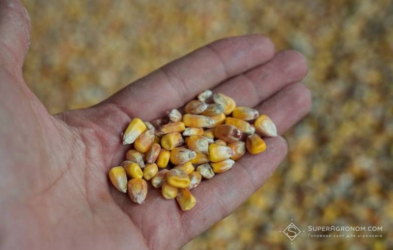 Ціна на кукурудзу на українському ринку істотно просіла — до 217 $/т на умовах DAP-порт Ціна на кукурудзу на українському ринку істотно просіла — до 217 $/т на умовах DAP-порт
