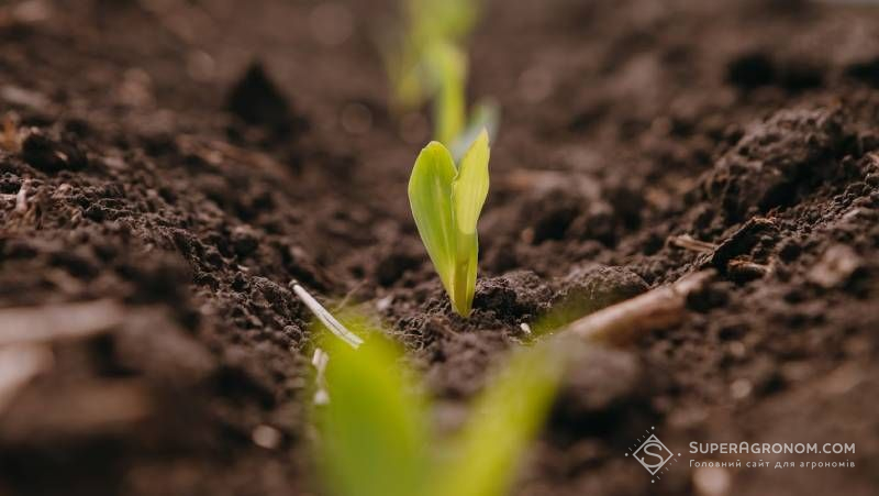 Чернігівські аграрії засіяли кукурудзою понад 0,5 млн га