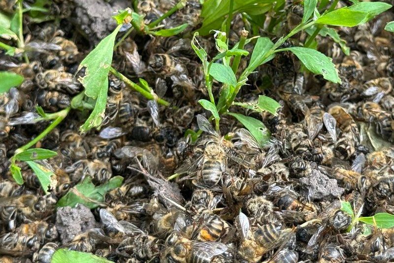 Загиблі бджоли внаслідок внесення ЗЗР на горосі Загиблі бджоли внаслідок внесення ЗЗР на горосі