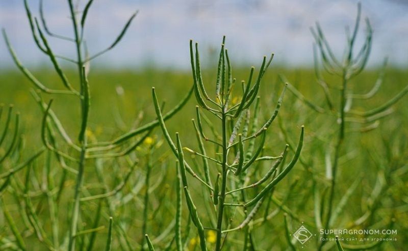 Вирощування ріпаку в Європі стає складнішим через обмежені можливості захисту та виробничі ризики