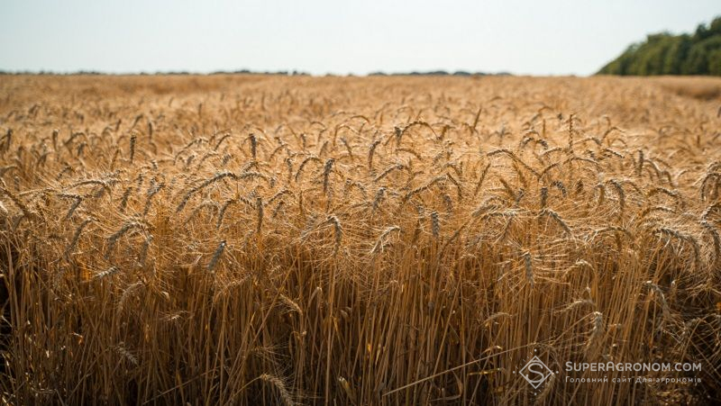Пшениця