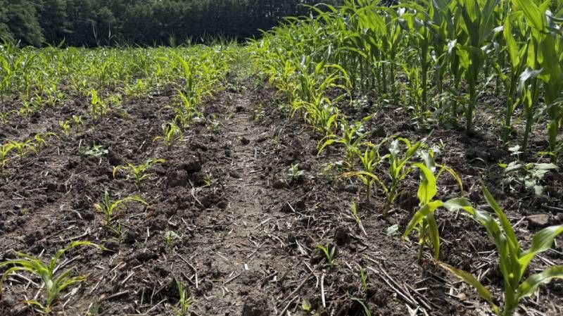 Помилка під час сівби призвела до значних втрат у посівах кукурудзи
