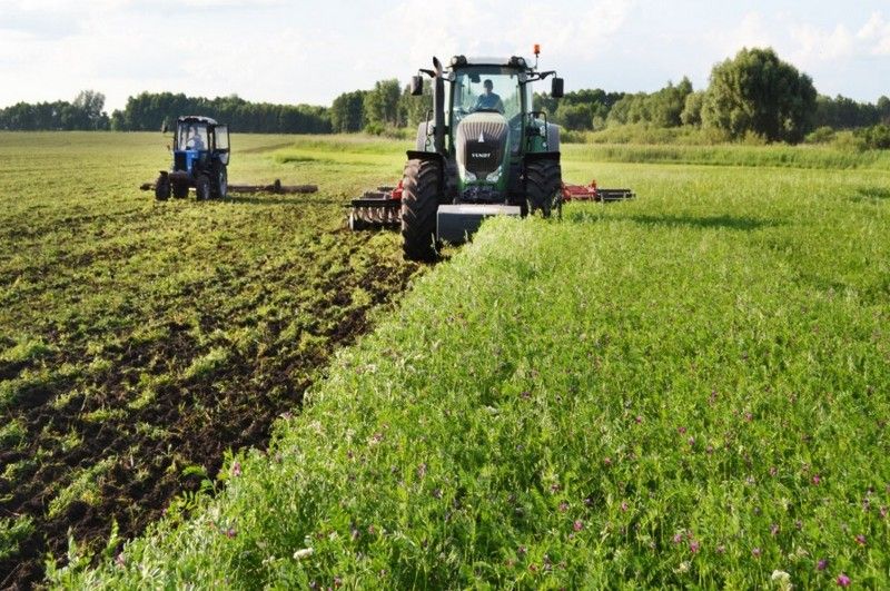 Дискування еспарцету в півтора проходи Дискування еспарцету в півтора проходи
