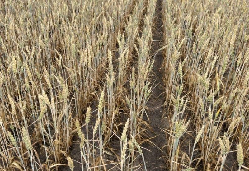 Щупле зерно і недобір урожаю на 20% — як посуха на Заході України позначиться на ранніх зернових Щупле зерно і недобір урожаю на 20% — як посуха на Заході України позначиться на ранніх зернових