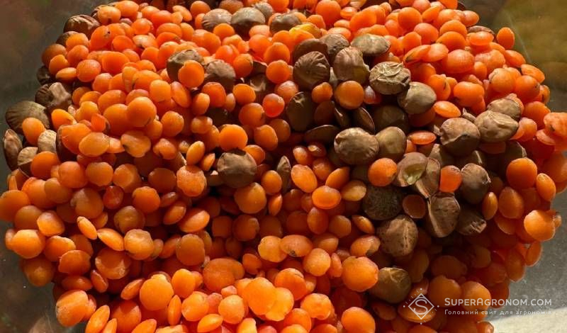 Виробництво сочевиці у світі у 2026/27 МР скоротиться на 1,2 млн т — прогноз 