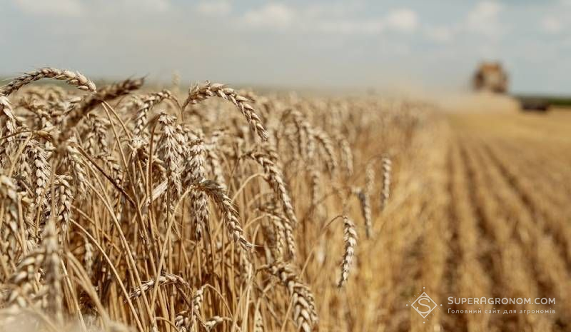 KSG Agro розпочав жнива пшениці з вологістю зерна 13–16%