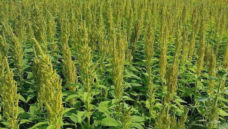 Урожайність амаранту як пожнивної культури може бути від 0,5 до 1,5 т/га Урожайність амаранту як пожнивної культури може бути від 0,5 до 1,5 т/га