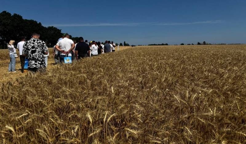 Посуха забирає до 30% урожаю: селекціонери шукають рішення у нових сортах пшениці