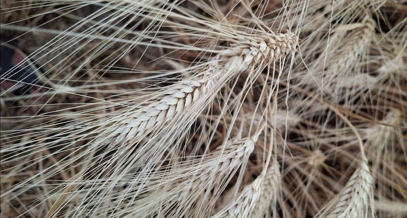 «Тверда пшениця не пробачає помилок»: у Tekom Agro Group пояснили особливості жнив