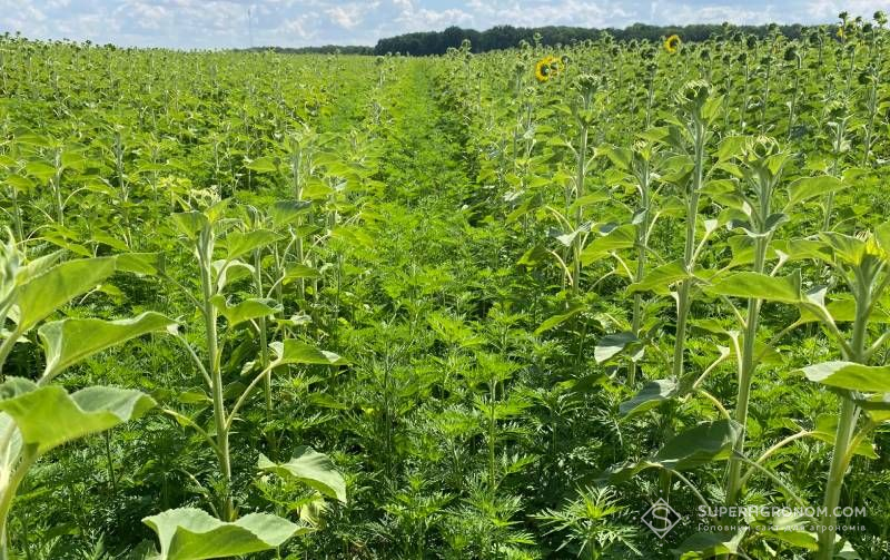 Резистентні бур'яни у посівах соняшнику на АгроАрена Bayer Резистентні бур'яни у посівах соняшнику на АгроАрена Bayer