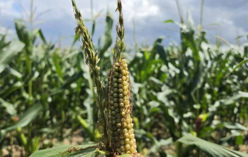 Утворення качана на волоті кукурудзи Гермафродитизм кукурудзи