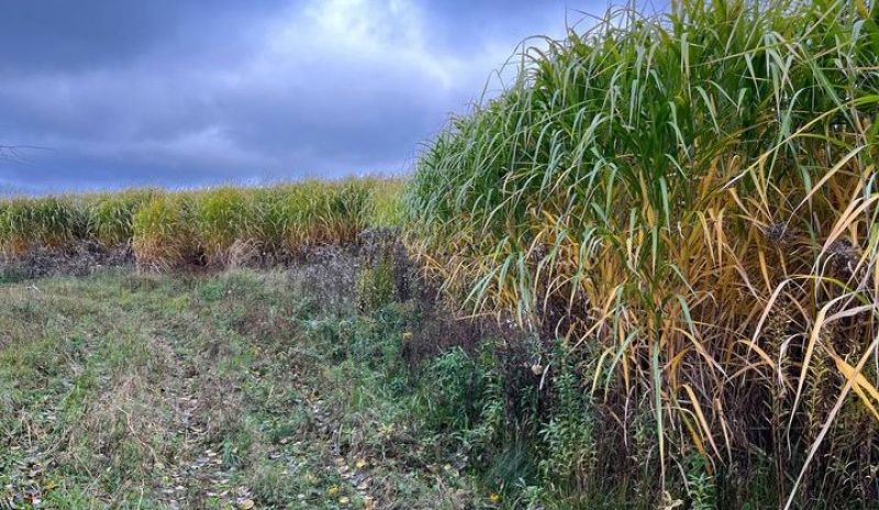 На Житомирщині вклали понад $1 млн у вирощування міскантусу: культура вже відновлює деградовані ґрунти На Житомирщині вклали понад $1 млн у вирощування міскантусу: культура вже відновлює деградовані ґрунти