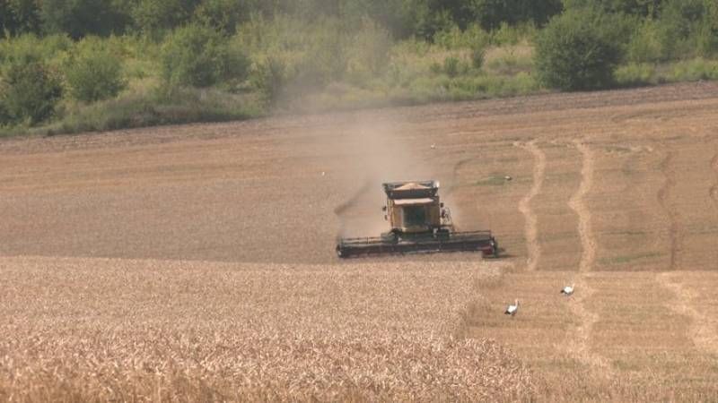 Пшеницю на Рівненщині збирають з удвічі нижчою врожайністю ніж торік