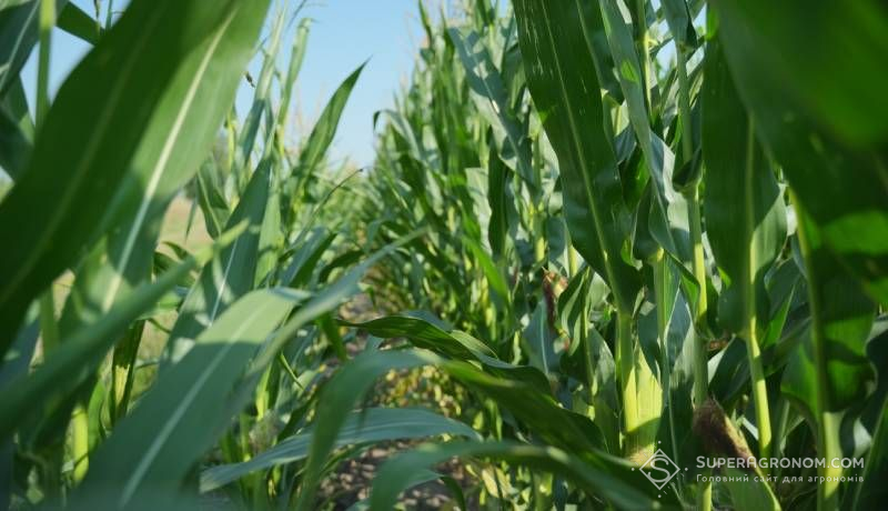 Густоту посіву силосної кукурудзи варто наблизити до зернової — рекомендація експерта Густоту посіву силосної кукурудзи варто наблизити до зернової — рекомендація експерта