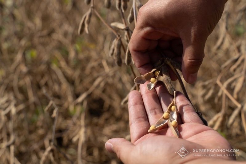 Серед усіх експортних культур переваги наразі має соя, а ціна на неї може зрости до 22 тис. грн/т — аналітики