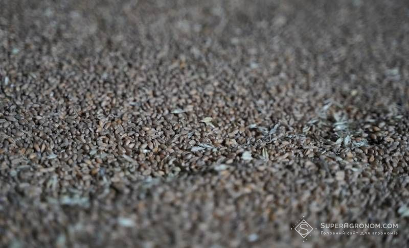 Значного зростання внутрішніх цін на зерно найближчими місяцями не буде — думка