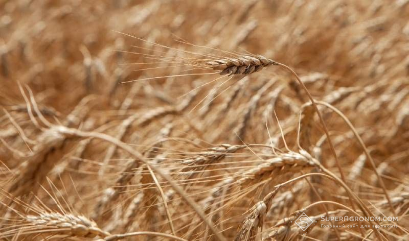 У Канзасі прогнозують найгірший урожай озимої пшениці з 1950-х років У Канзасі прогнозують найгірший урожай озимої пшениці з 1950-х років