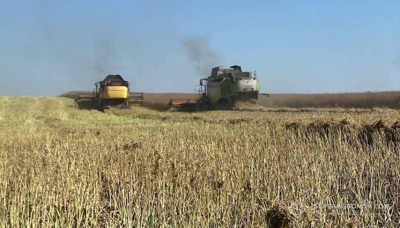 На Сумщині зібрали ріпак з урожайністю до 4,5 т/га, пшеницю очікують на рівні 6 т/га На Сумщині зібрали ріпак з урожайністю до 4,5 т/га, пшеницю очікують на рівні 6 т/га
