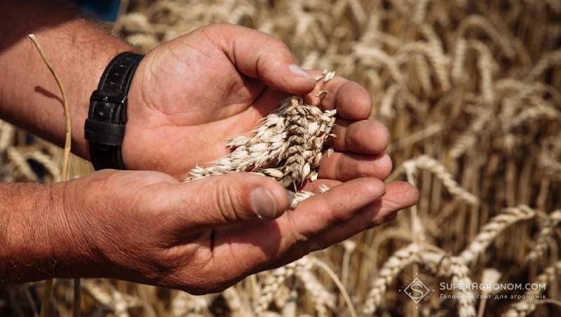 Урожай на Миколаївщині найкращий за багато років, ціни – найнижчі