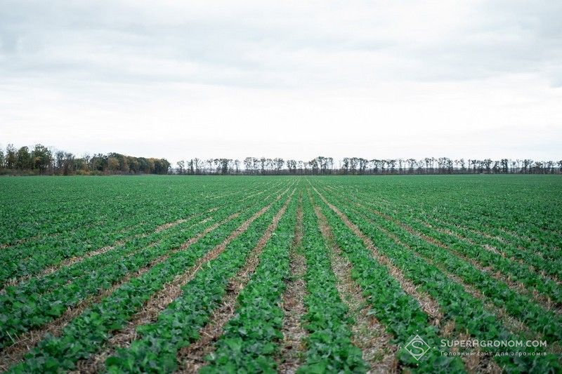 Озимий ріпак по strip-till Озимий ріпак по strip-till