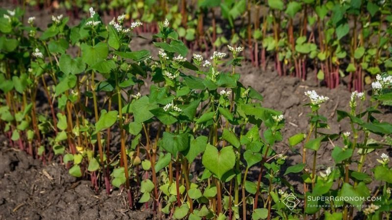 Попри скорочення площ під гречкою в Україні, дефіциту не буде