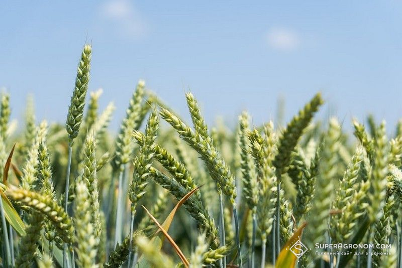 Під урожай 2027 площі під озимою пшеницею в Україні скоротяться — Висоцький