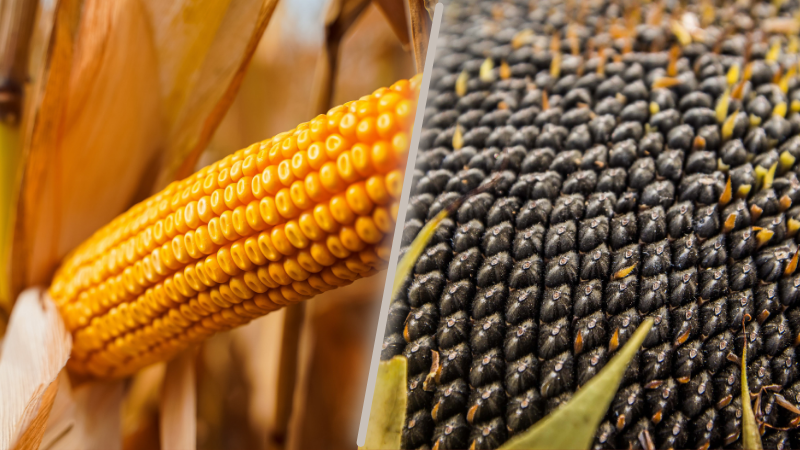 LNZ Group розширили ліцензійне вирощування гібридів Syngenta НК Конді та СИ Феномен