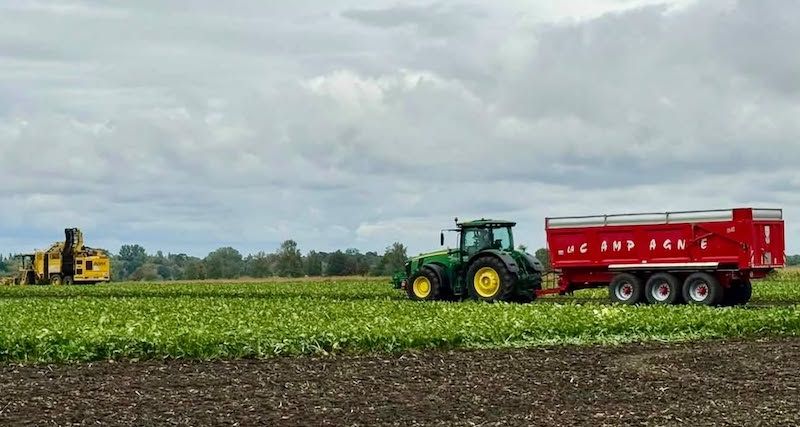 На Хмельниччині розпочалось збирання цукрових буряків 2026